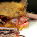 Northern Myotis