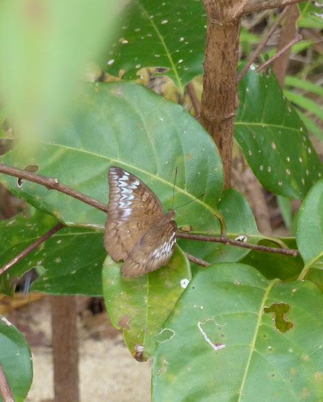 Spotting Image 1