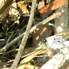 Dragon Fly