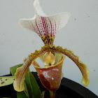 Cymbidium orchid