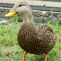 Mottled Duck