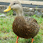 Mottled Duck
