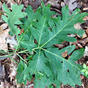 White oak