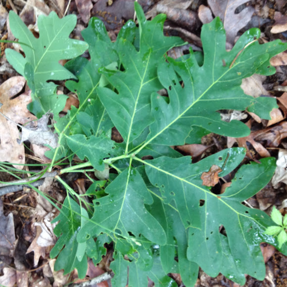 Spotting Image 1