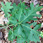 White oak