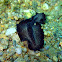 Black Flatworm