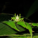 Conehead Katydid