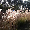 Phragmites