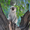 Vervet Monkey