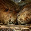 North American Beaver