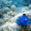 Blue Christmas Tree Worm