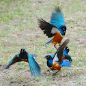Superb Starling