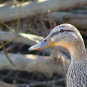 Mallard Duck 