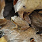 Spring Peeper