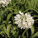 Agapanthus, White African Lily
