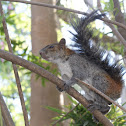 Mexican gray squirrel