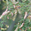 Fragrant Mimosa