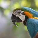 Macaw