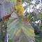 Yellow Birch