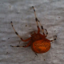 Orb Weaver