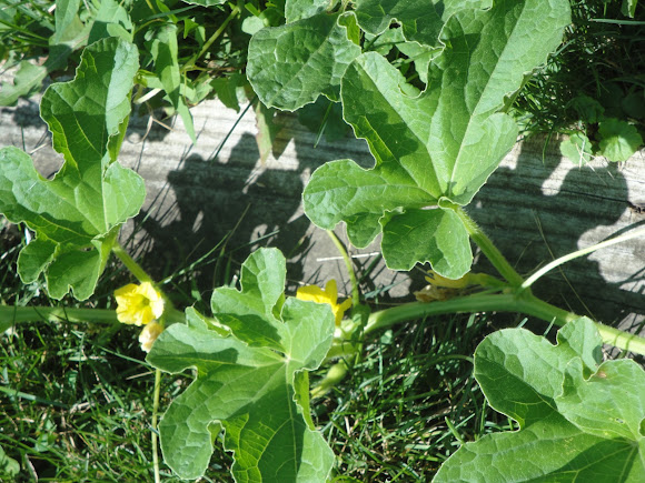 Spotting Image 1