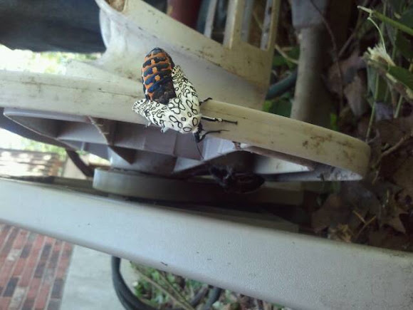 Spotting Image 1