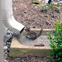 eastern chipmunk