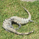 Mexican Spiny-tailed Iguana