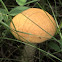 Birch Bolete