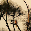 Mourning dove