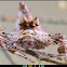 Portia jumping Spider