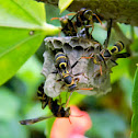 paper wasps