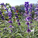 Mexican Sage Brush