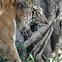 Bengal Tiger