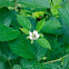 Bramble blackberry