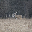 White tail Deer - Buck