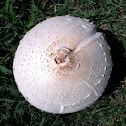 False Parasol or Green Spored Parasol
