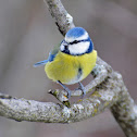 Blue Tit
