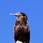 Little Black Cormorant