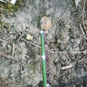 Horsetail