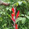 Heliconia