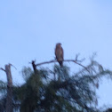Red Tailed Hawk