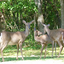 White-tailed deer