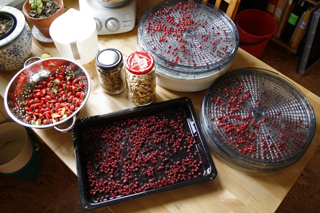 [Torkade lingon[7].jpg]