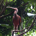 Scarlet Ibis