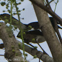 Oriental Magpie Robin