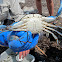 Blue Claw Crab