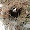 Purple Sunbird (Chicks)