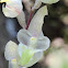 orchid