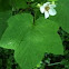Thimble berry
